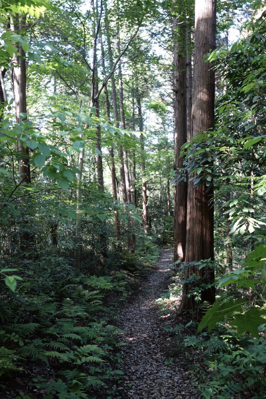 A narrow, gravel path winds through a lush green forest with tall trees and ferns, illuminated by dappled sunlight filtering through the leaves.