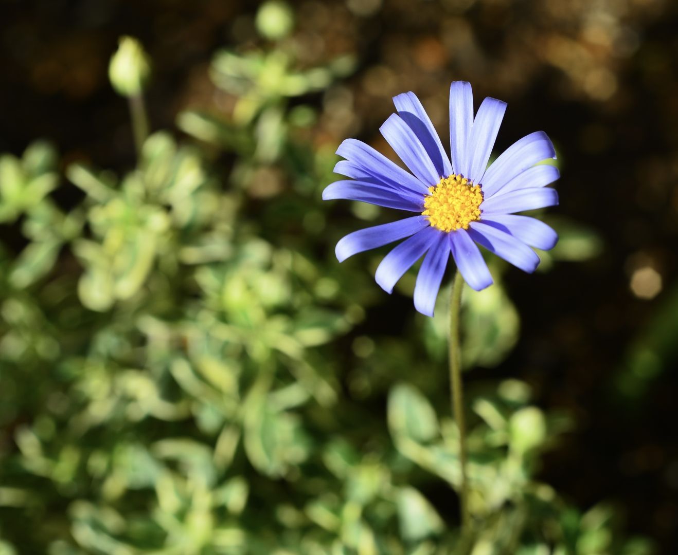 A single purple flower with elongated petals and a yellow center, set against a blurred backdrop of green foliage.