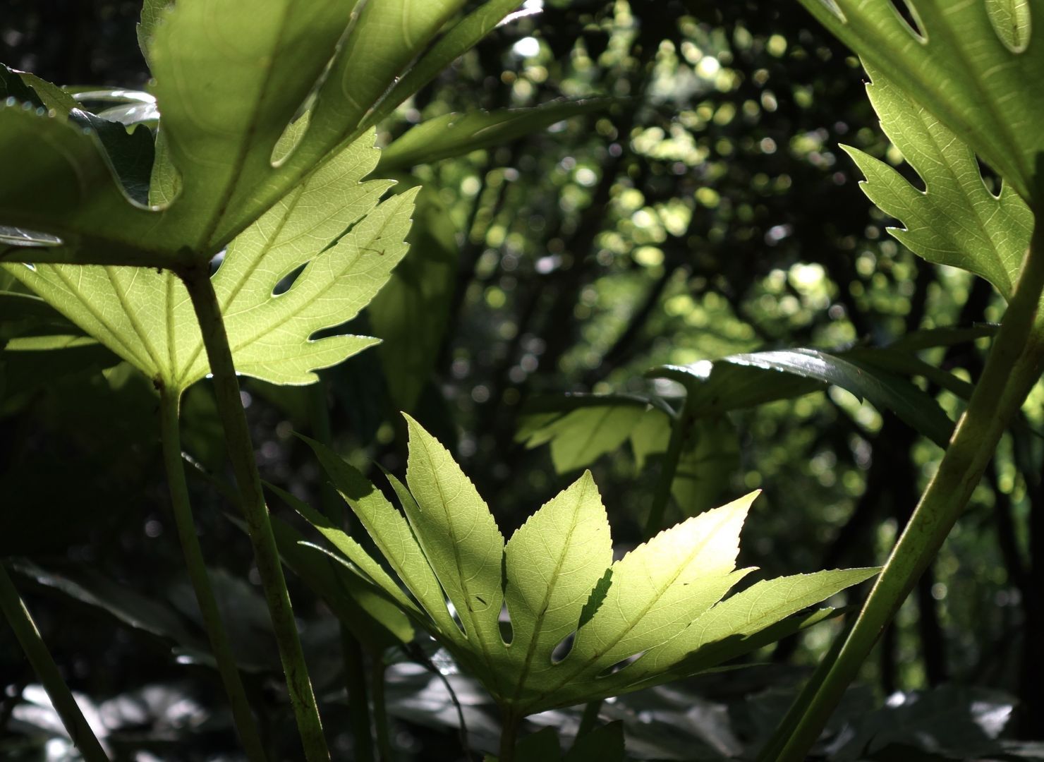 A close-up of vibrant green leaves, illuminated from behind, set against a dark, leafy background. The interplay of light and shadow highlights the unique shapes and textures of the leaves.