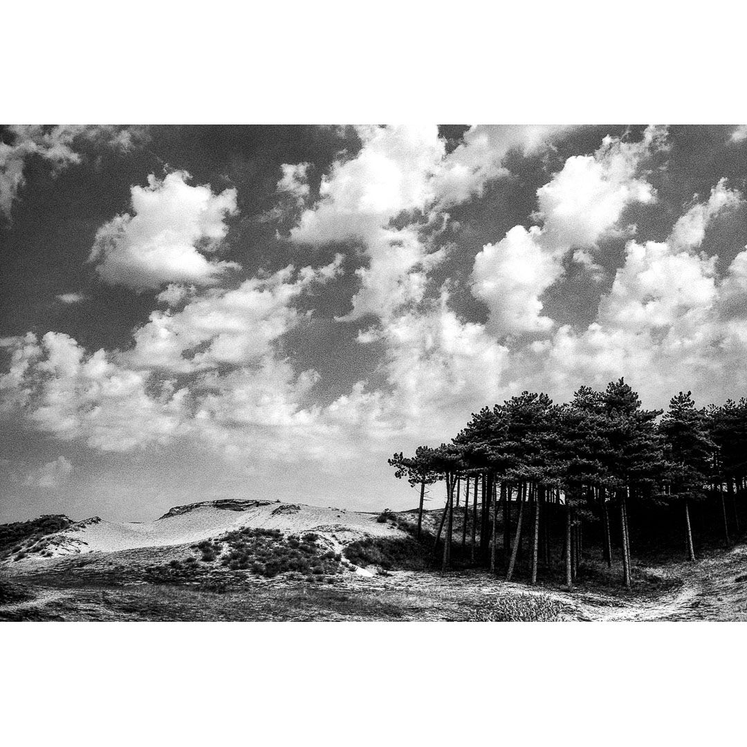Black and white photograph of the forest, trees in the dunes of nature reserve, National Park South-Kennemerland near Bloemendaal aan Zee in The Netherlands, taken August 2026.