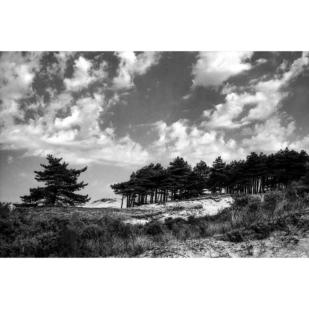Black and white photograph of the forest, trees in the dunes of nature reserve, National Park South-Kennemerland near Bloemendaal aan Zee in The Netherlands, taken August 2026.