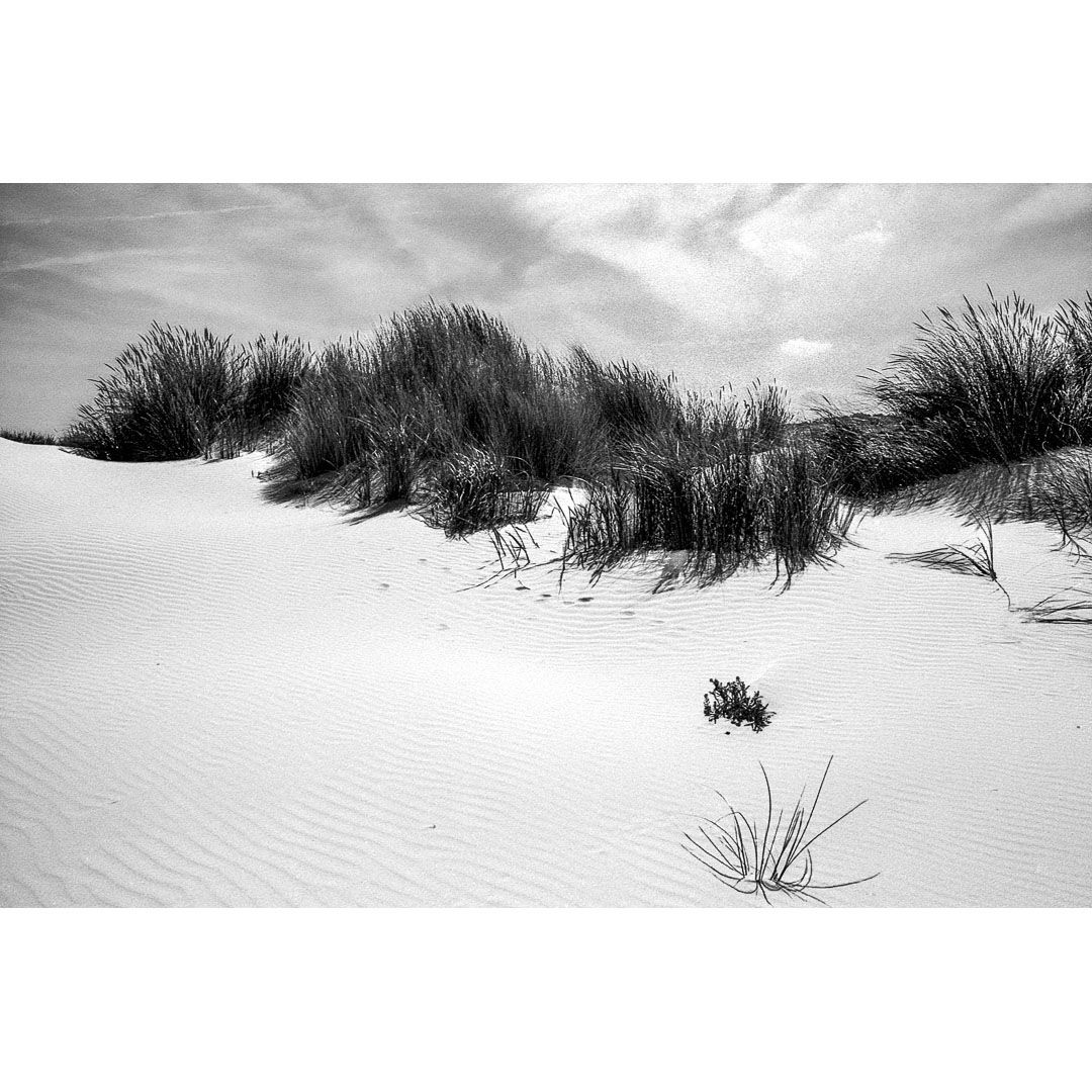 Black-and-white photograph of dune grasses on a dune against a cloudy North Sea sky on the Wadden Sea island Schiermonnikoog in The Netherlands, taken during a Waden Sea coast hike in August 2025.