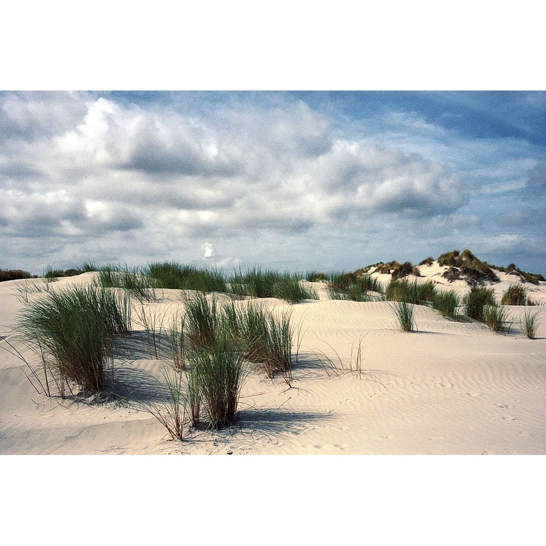 Colour photo of the dunes and grasses under a cloudy North Sea sky on the Wadden Sea island Schiermonnikoog in The Netherlands, taken during a Wadden Sea coast hike in August 2025.