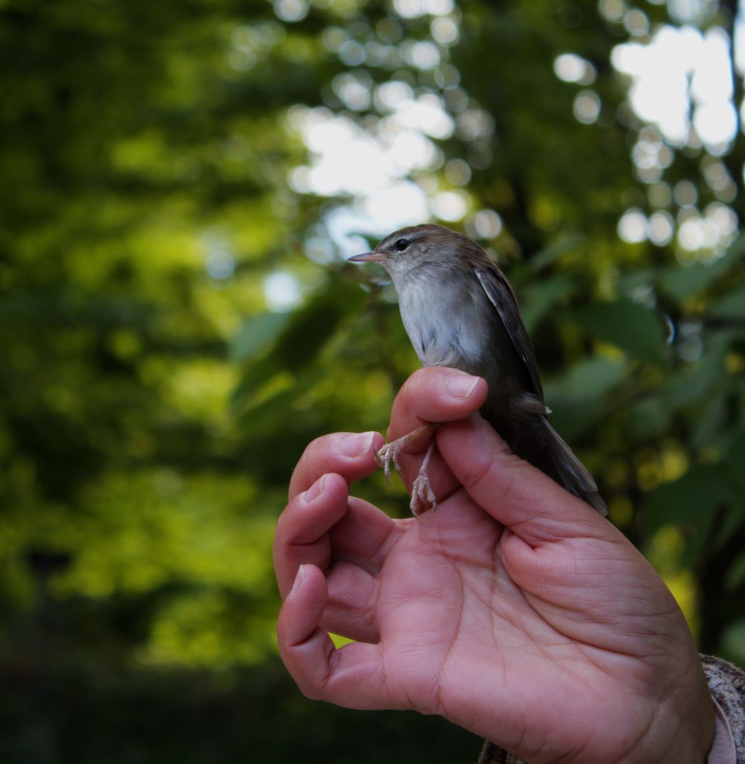 Close shot of an eurasian blackap held on two of the ornithologist's fingers. It's a very small bird, a couple fingers tall, kinda squat. His face is kinda grumpy. It's a very beautiful bird.