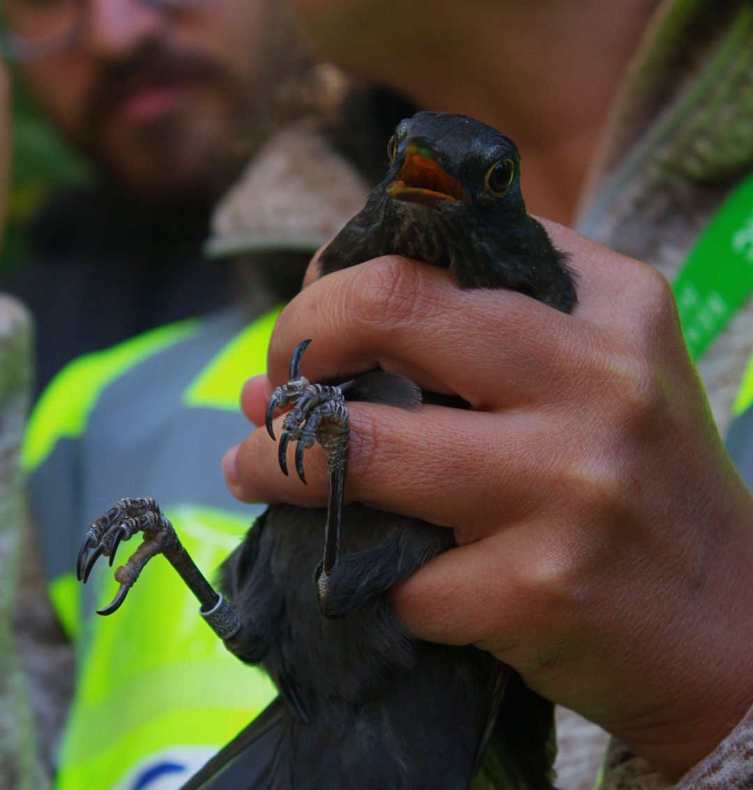 Close shot of a blackbird held inside the ornithologist's hand. It's a... well, it's a black bird, somewhat bigger than a human hand with a strong orange color inside of its beak. It looks kinda surprised.