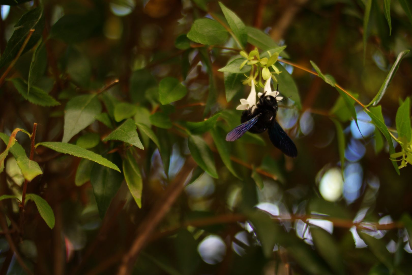A violet carpenter bee on a white flower. It's a very large bee, almost entirely black except for her wings, which display beautiful blue and purple tones when exposed to the light. Some  leaves and branches of the surrounding tree can also be seen in the picture, but most of them are blurred.